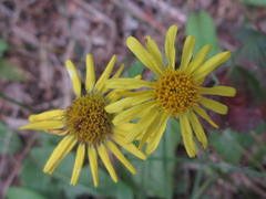 Inula