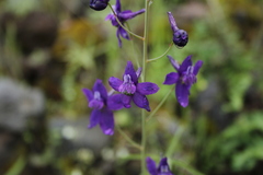 Delphinium patens