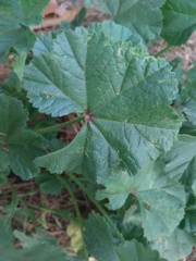 Malva sylvestris