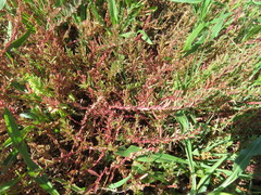 Lythrum tribracteatum