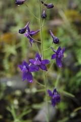 Delphinium patens
