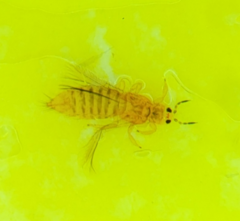 Thripinae