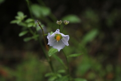 Solanum parishii