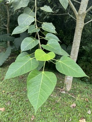 Ficus rumphii