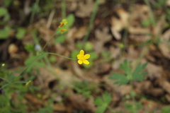 Ranunculus occidentalis