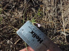 Hedeoma reverchonii