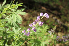 Lupinus latifolius