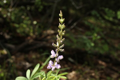Lupinus latifolius