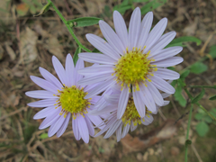 Aster