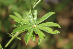 Lupinus latifolius