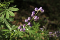 Lupinus latifolius