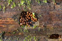 Perichaena corticalis