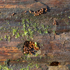 Perichaena corticalis