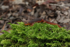 Taricha sierrae