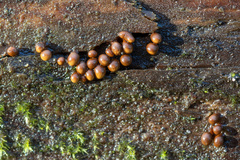 Perichaena corticalis