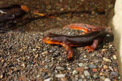 Taricha sierrae
