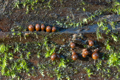 Perichaena corticalis