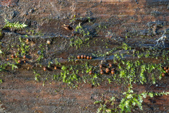 Perichaena corticalis