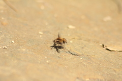 Bombylius major
