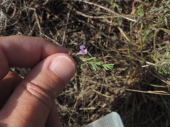 Hedeoma reverchonii