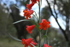 Fritillaria recurva