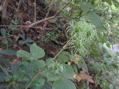 Clematis heracleifolia