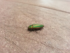 Buprestis aurulenta