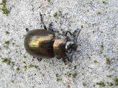 Chrysolina aurichalcea