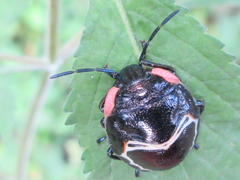 Poecilocoris lewisi