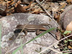 Sceloporus virgatus