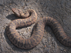 Gloydius ussuriensis