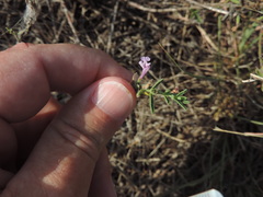 Hedeoma reverchonii