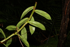 Freycinetia scandens