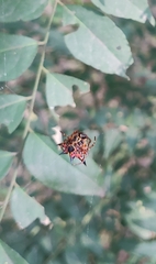 Macracantha hasselti