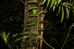 Freycinetia scandens