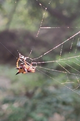 Macracantha hasselti