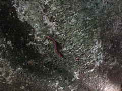 Helicorthomorpha