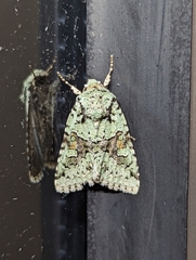 Lacinipolia implicata