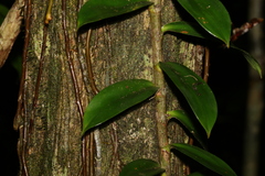 Freycinetia scandens
