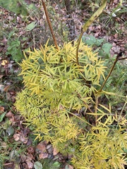 Cenolophium denudatum