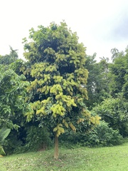 Ormosia hekouensis
