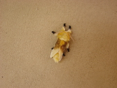 Megalopyge bissesa