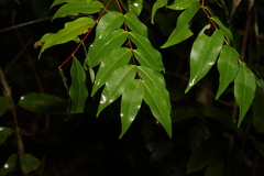 Pilidiostigma tropicum