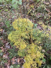 Cenolophium denudatum