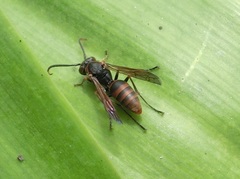 Polistes huisunensis