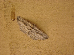 Iridopsis obliquaria