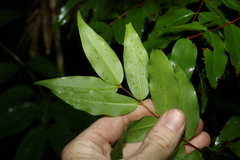Pilidiostigma tropicum