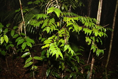 Pilidiostigma tropicum
