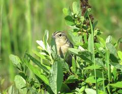 Ammodramus savannarum