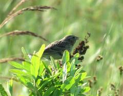 Ammodramus savannarum